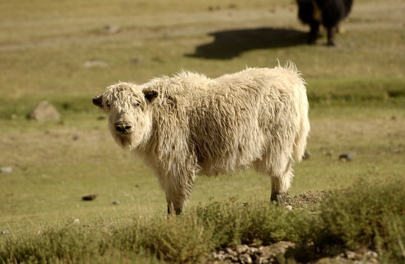 Gobi Gurvansaikhan National Park