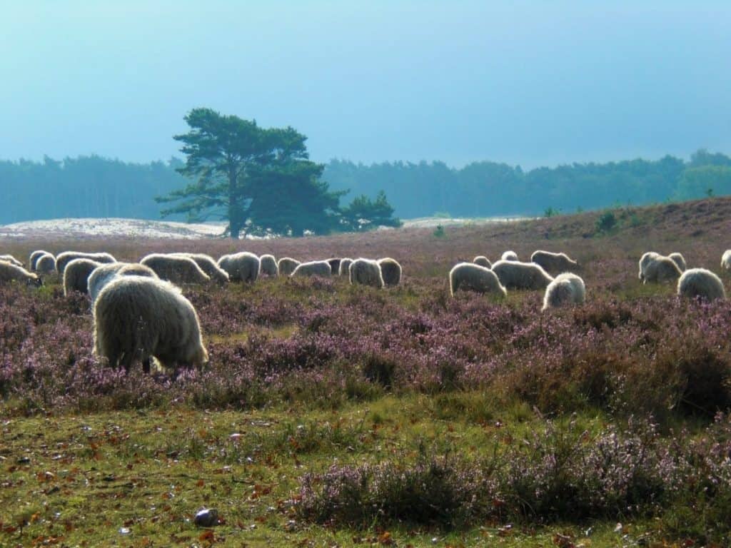 Goois Natuurreservaat