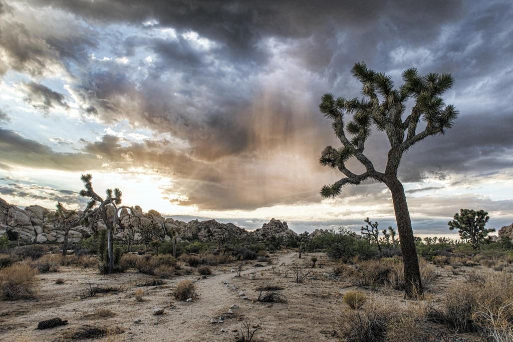 Joshua Tree National Park