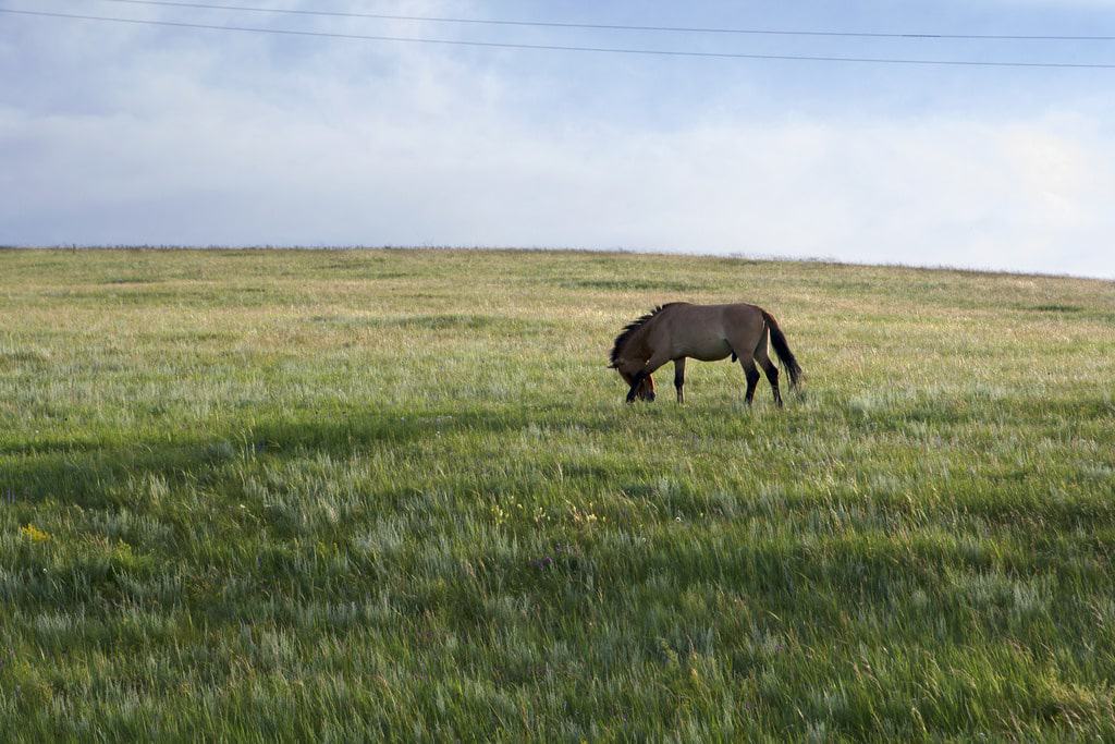 Khustain Nuruu National Park