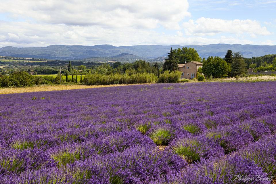 Lavender