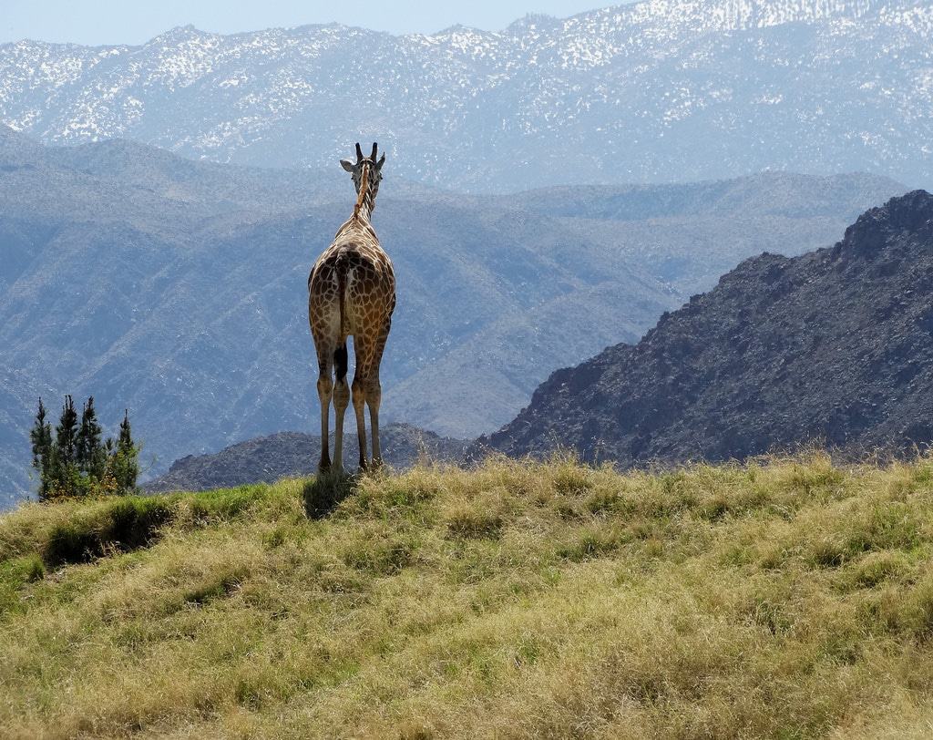 Living Desert
