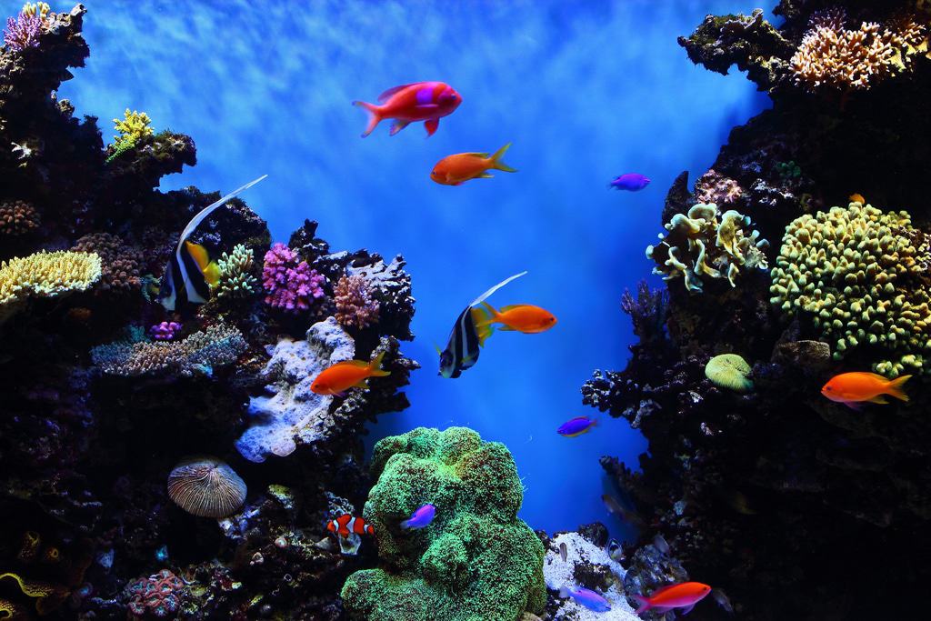 Monterey Bay Aquarium