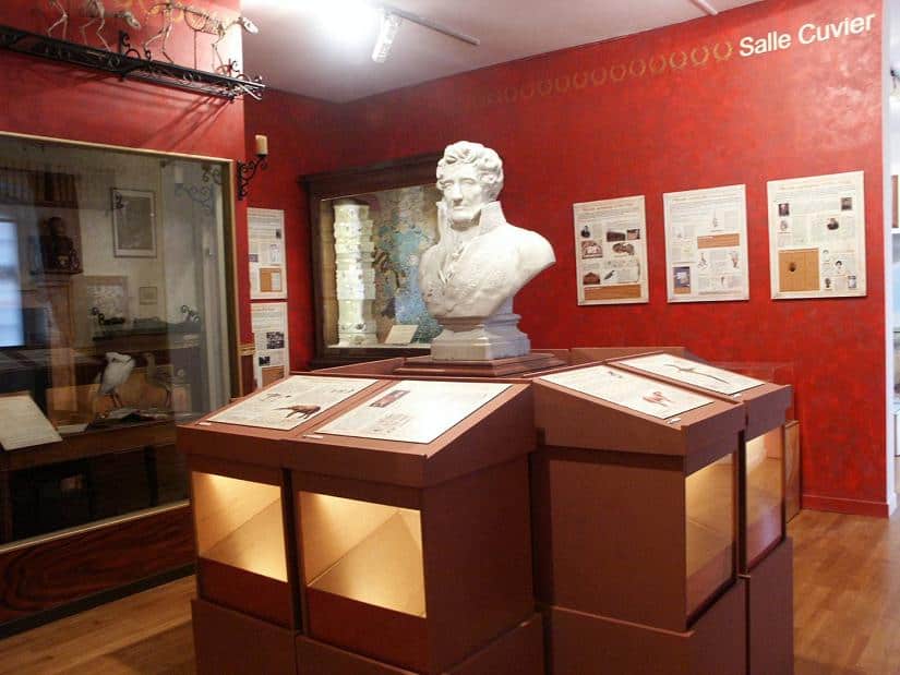 Musée Cuvier