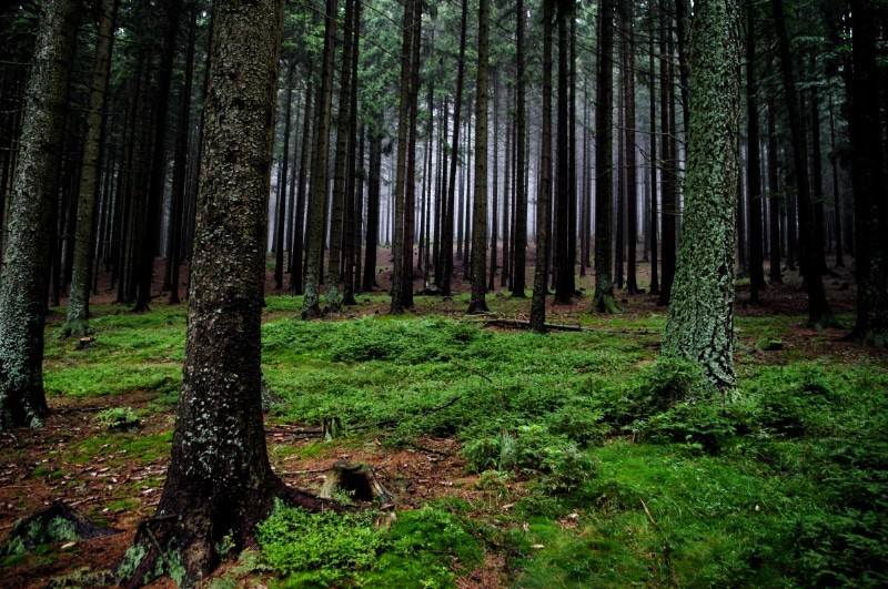 Northern Bohemian Forest