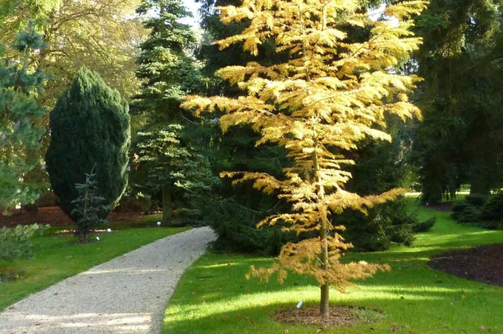 Pinetum Blijdenstein