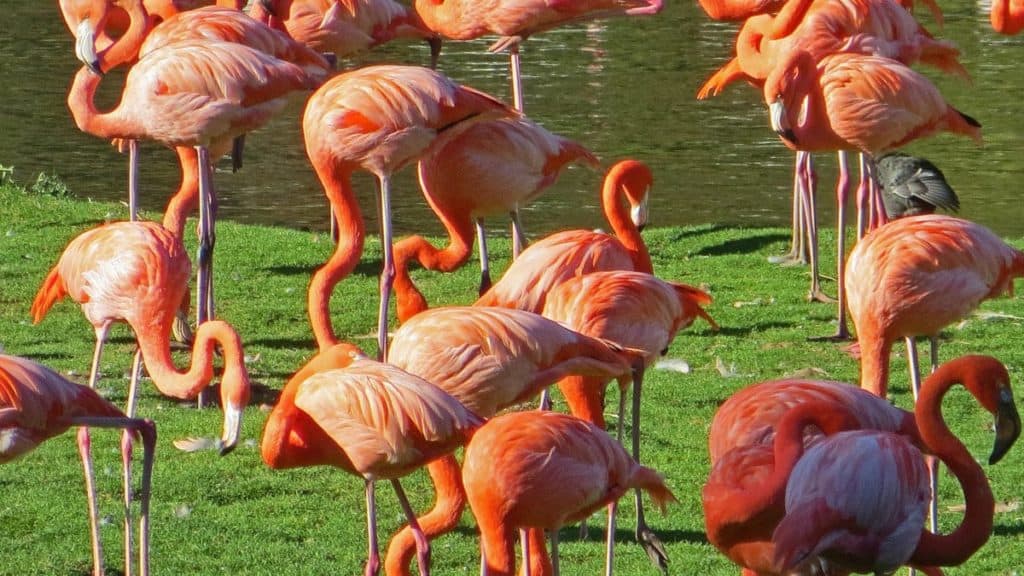 Réserve Zoologique de Sauvage