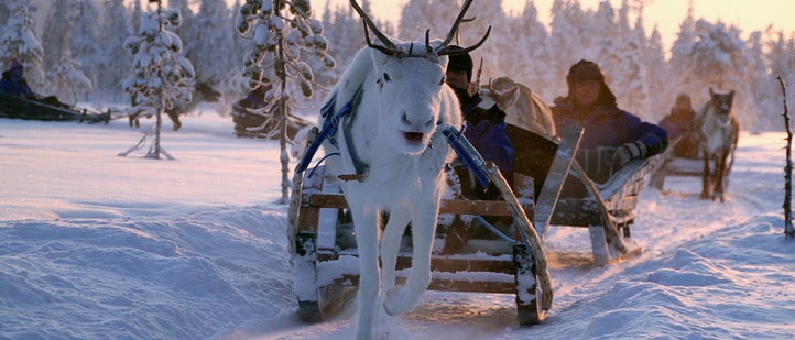 Salla Reindeer Park - Finland
