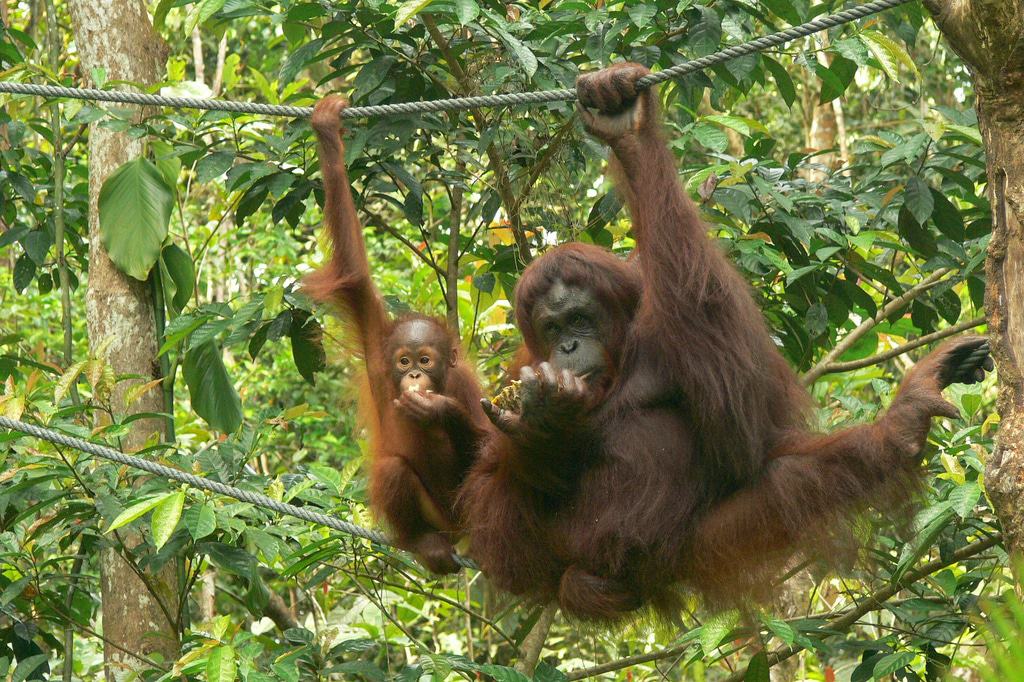Semenggoh Nature Reserve