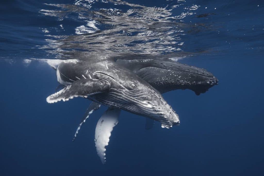 Whale Watching