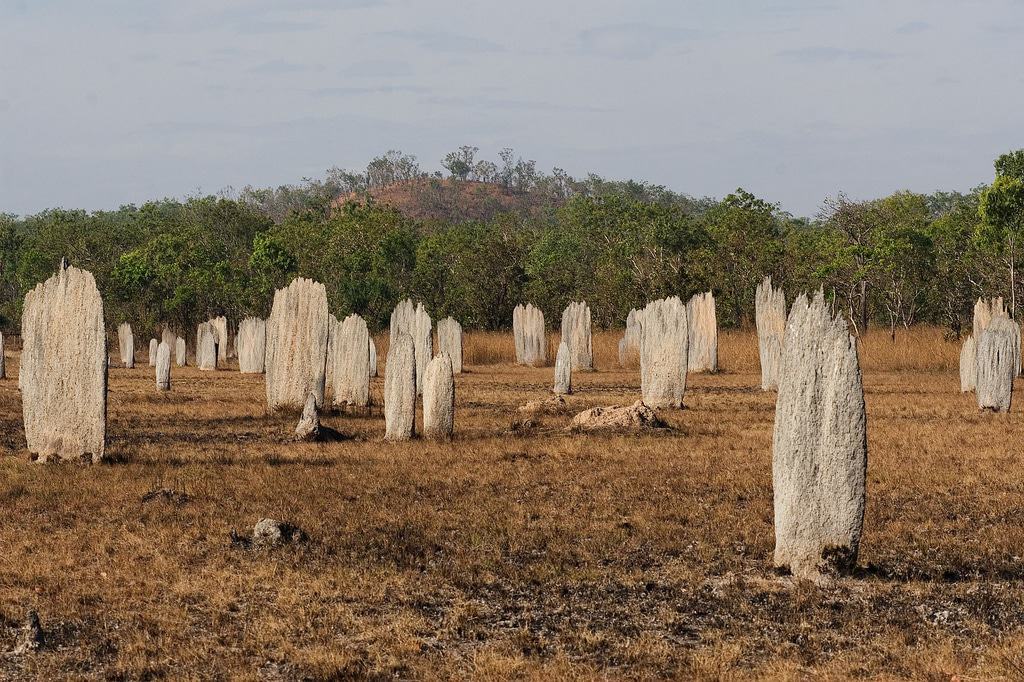 magnetic termite mounds