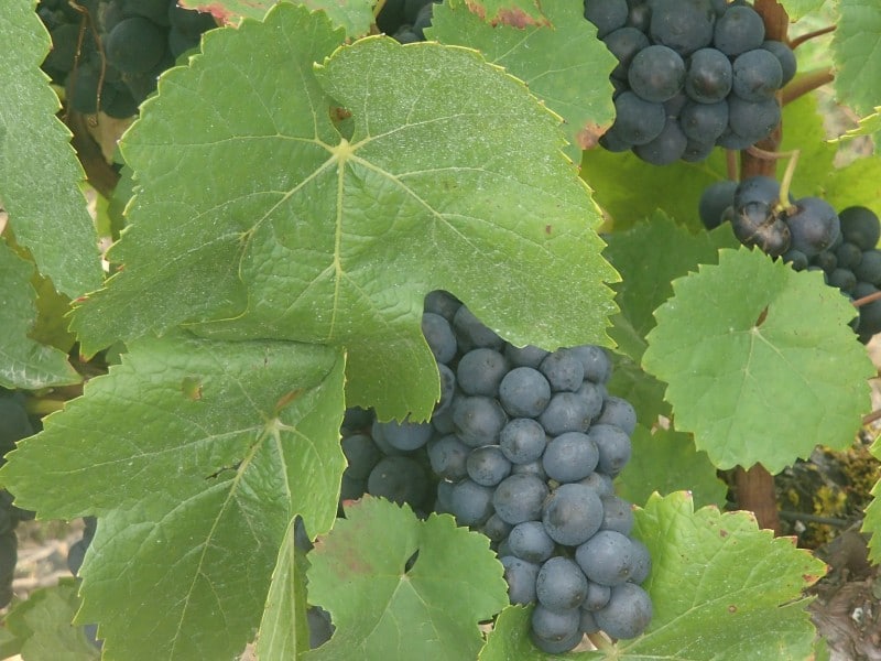 Domaine Bigonneau