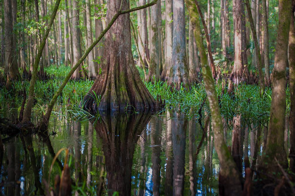 Highland Hammock State Park