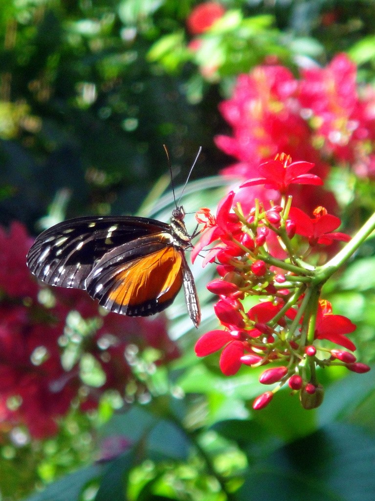 Key West Butterfly and Nature Conservatory