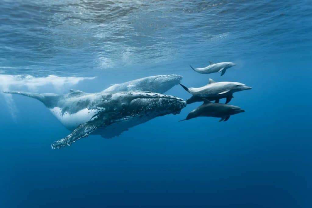 Whale and Dolphin Watching