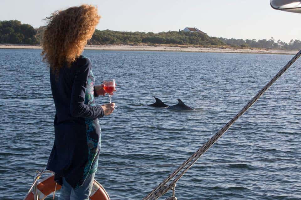 Dolphin Watching