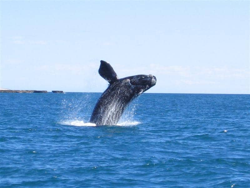 Puerto Madryn - Whale Watching