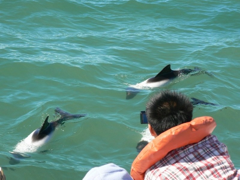 Puerto Rawson - Dolphin Watching