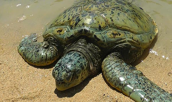 Serangan Turtle Island Conservation Centre