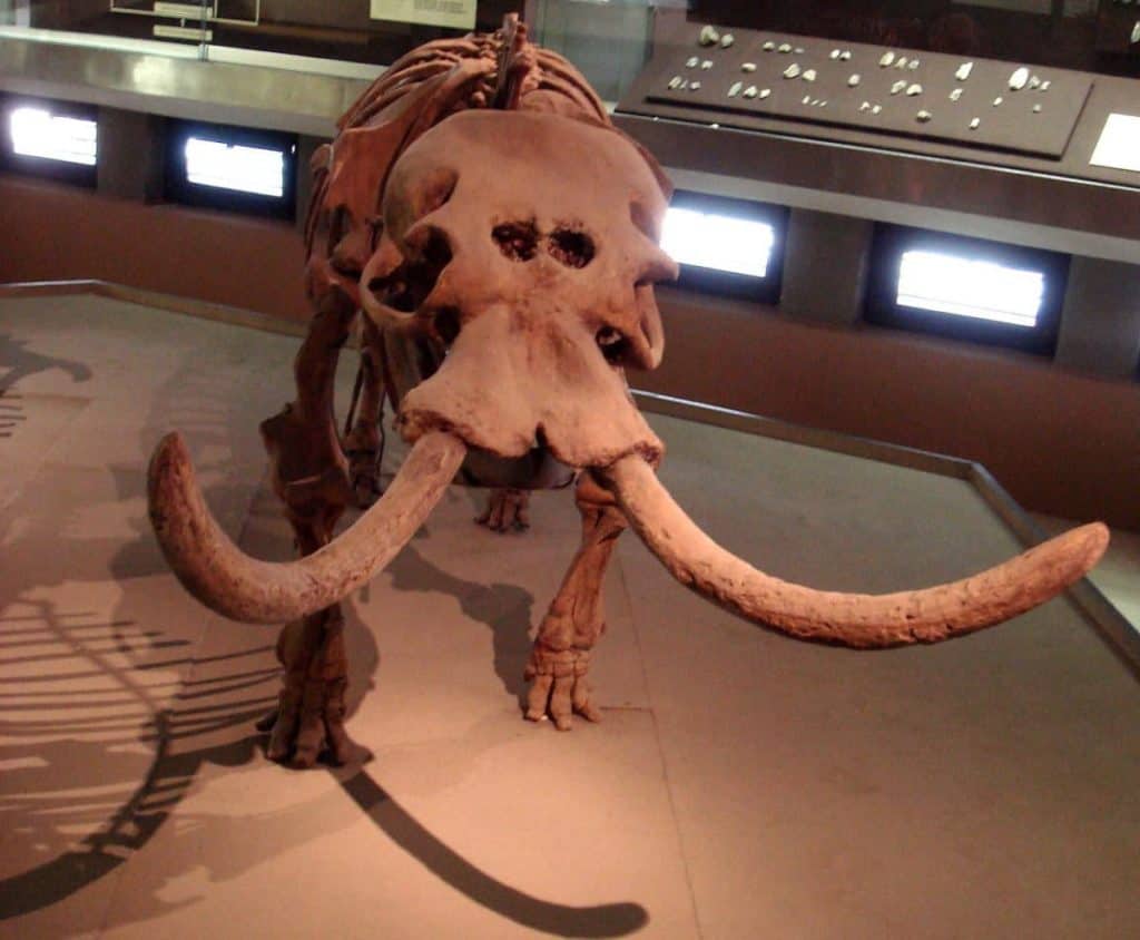 Museo Archeologico