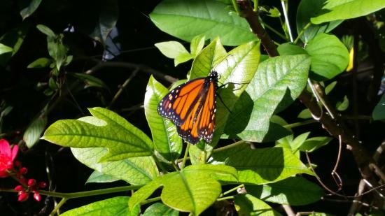 Tom Allen Memorial Butterfly Garden