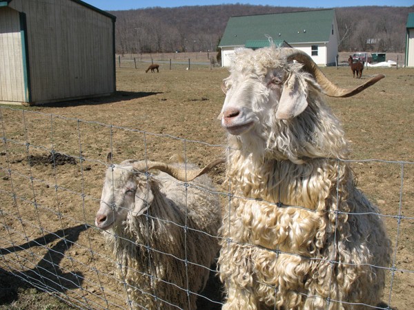 Valley Shepherd Creamery