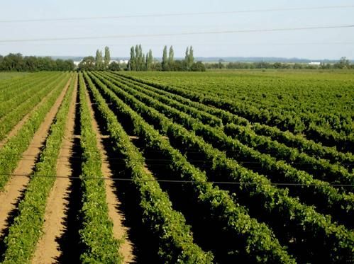 Almeirim Rota Do Vinho