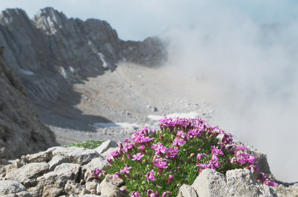 Arctic-Alpine Botanical Garden