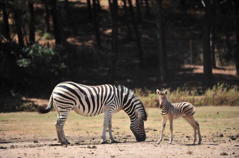 Badoca Safari Park