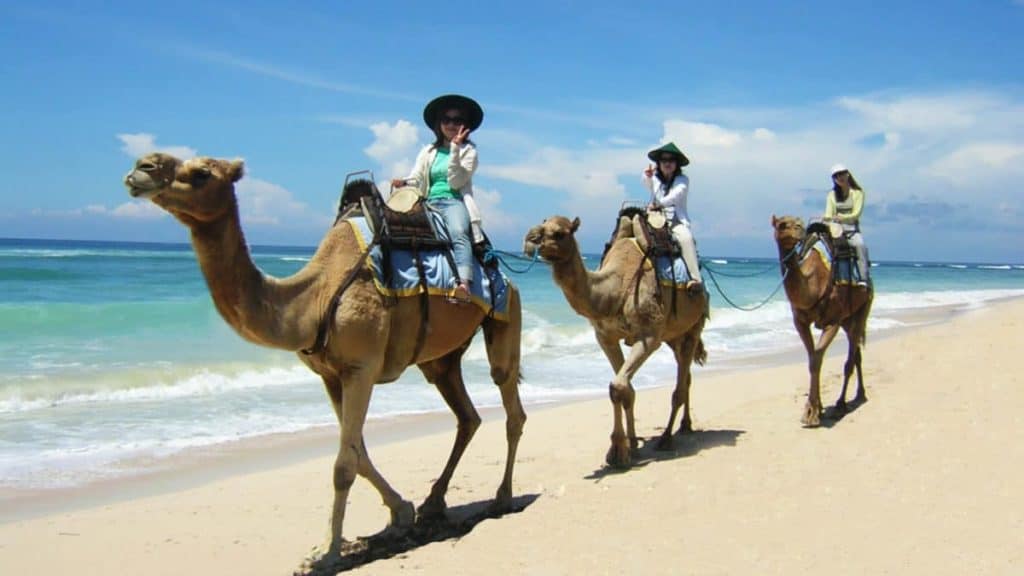 Bali Camel Safari