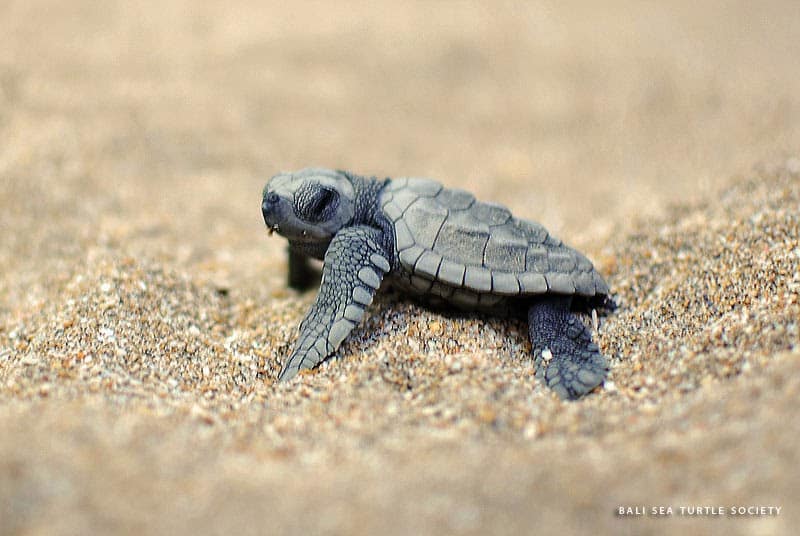 Bali Sea Turtle Society