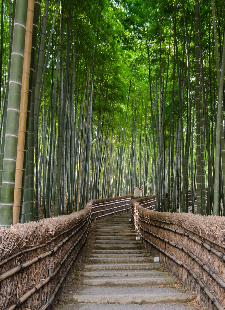 Bamboo Forest