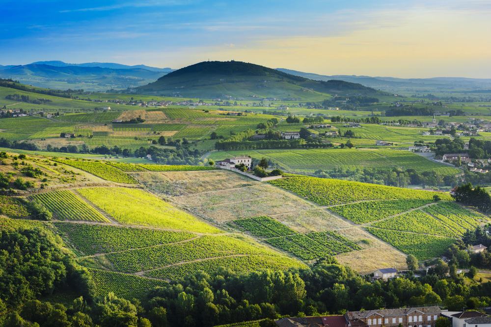 Beaujolais Wine