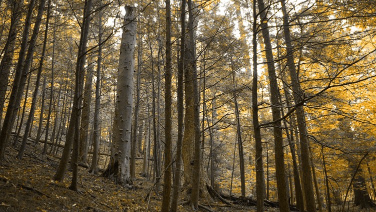 Boyd Conservation Area