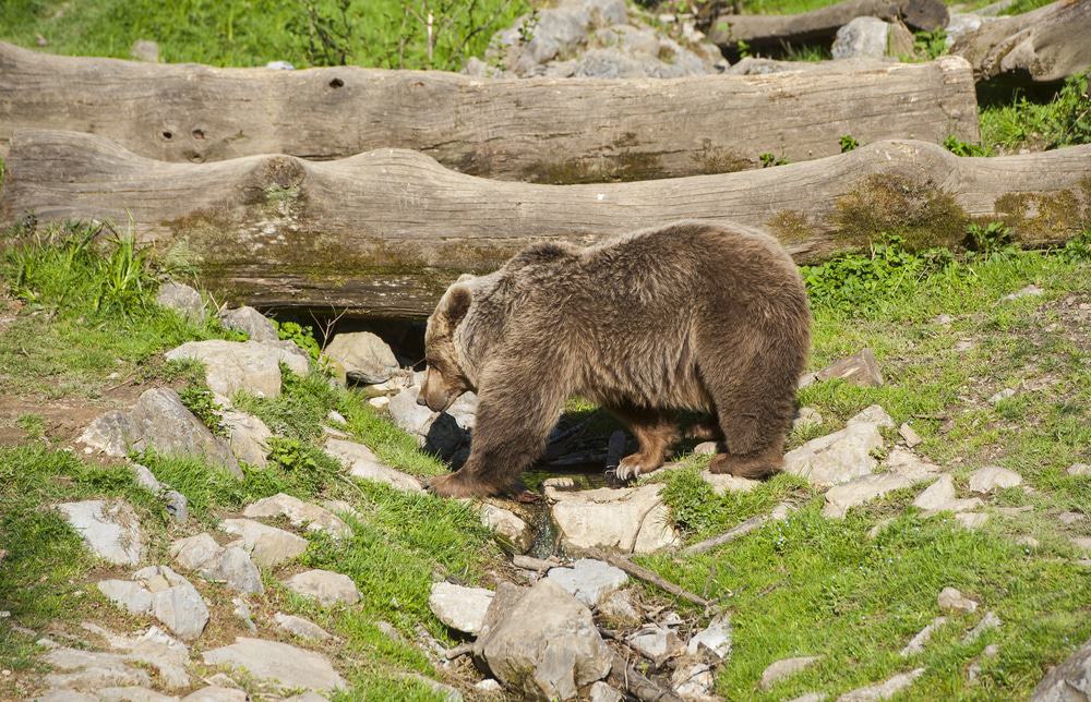 Brown Bear At Ljubljana Zoo