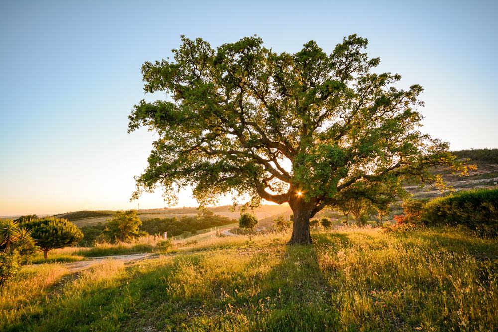 Cork Oak, Alentejo