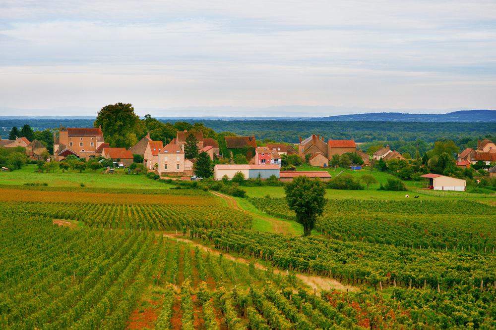 Côte Chalonnaise Wine