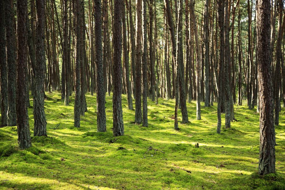 Curonian Spit & Kursiu Nerija National Park