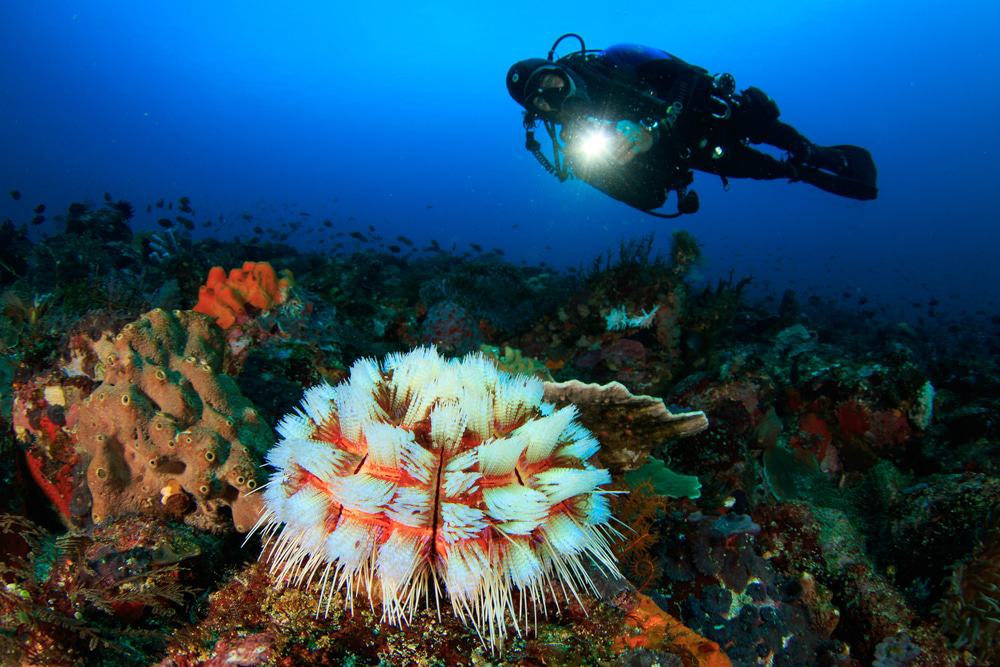 Diving In Komodo National Park