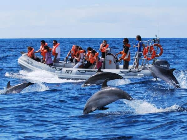 Dolphin Watching