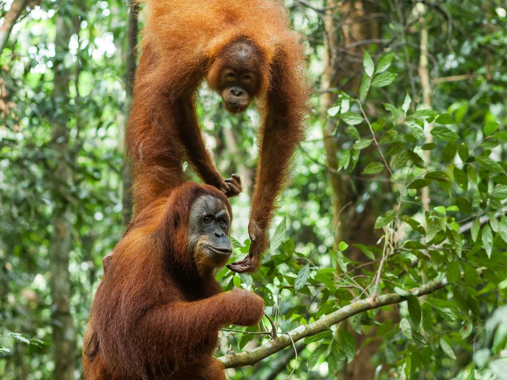 Gunung Leuser National Park