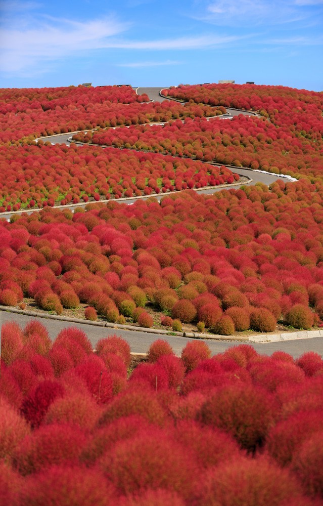 Hitachi Seaside Park