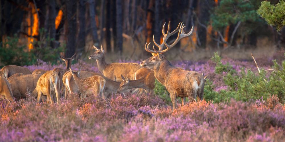 Hoge Veluwe National Park