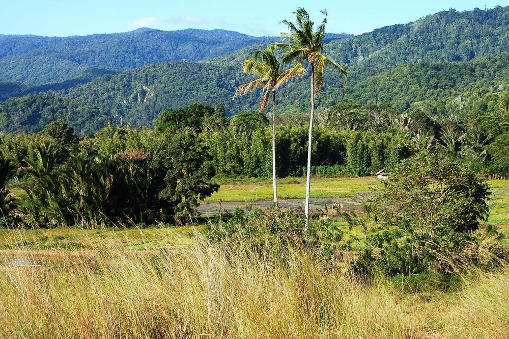 Lore Lindu National Park