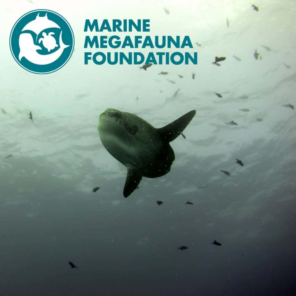 Marine Megafauna Foundation, Nusa Penida