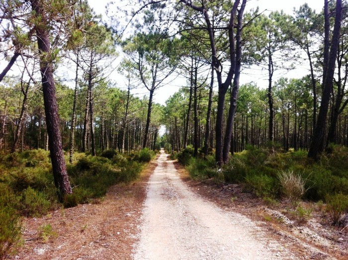 Mata Nacional Do Urso