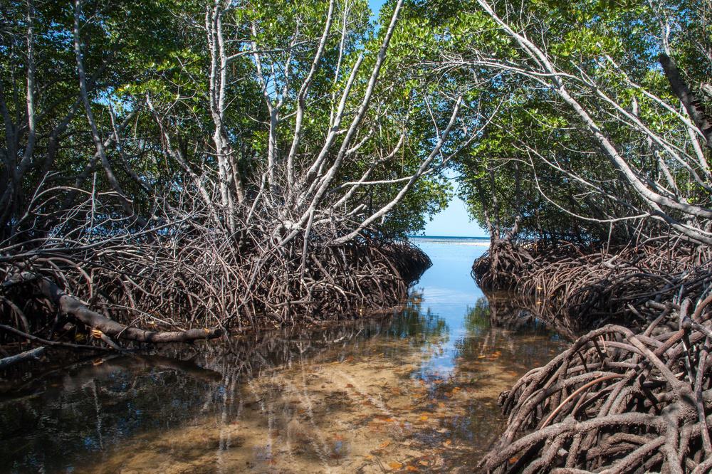 Nusa Lembongan, Mangrove Forest