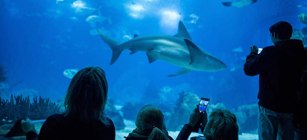 Oceanario De Lisboa