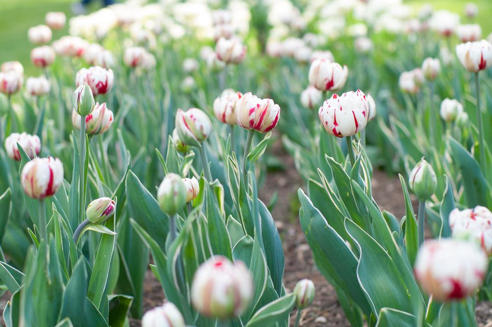 Parc Floral De Paris