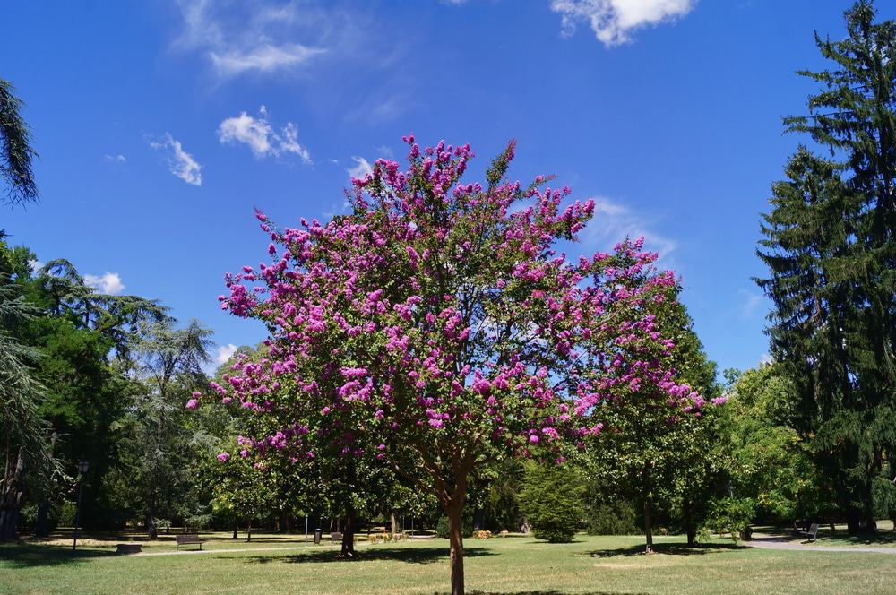 Parco Massari